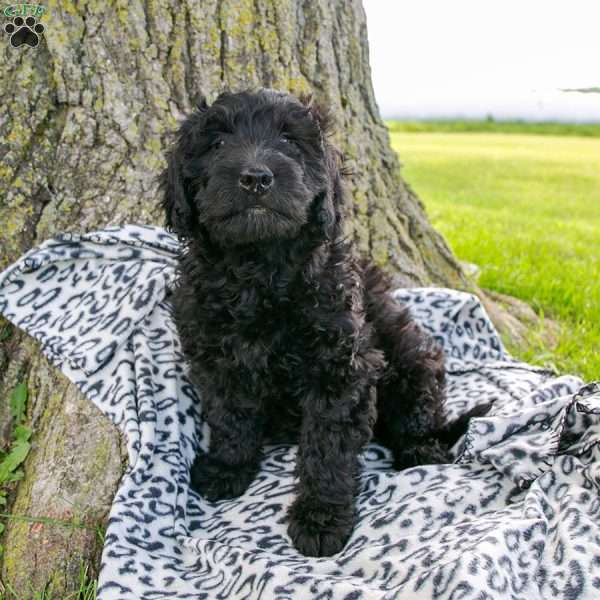 Jackson, Mini Goldendoodle Puppy